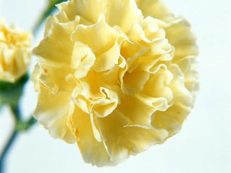 Happiness - carnation, yellow carnation, flower, yellow