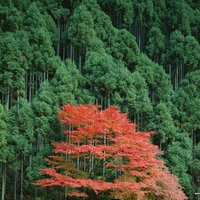 Autumn Trees