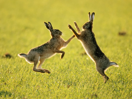 Hares - cool, hares