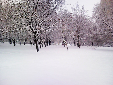 2010. january Winter - nature, frosty, trees, snow, winter