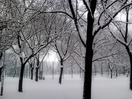 2010 January Winter - trees, winter, nature, frosty, snow