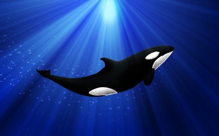 orca - ocean, animals, water, orca, fish, sea