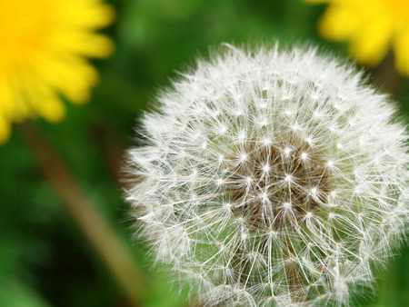 Amazing dandelion - dandelions, nature, flowers