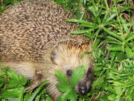 hedgehog hiding - animal, nature, hedgehog