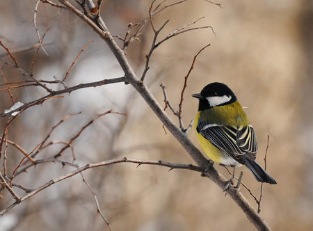 Bird - bird, winter, tree