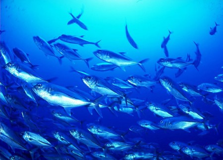 Ocean Fish - fish, salt, animal, water