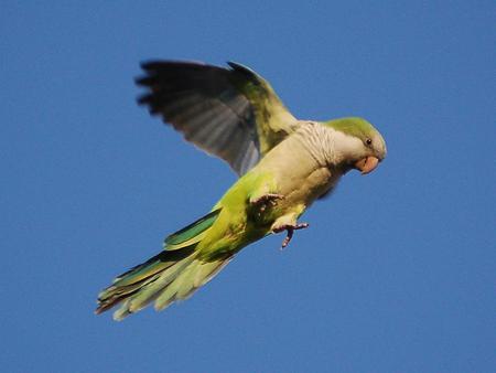 Parrot - sky, animal, bird, parrot