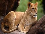 Lioness