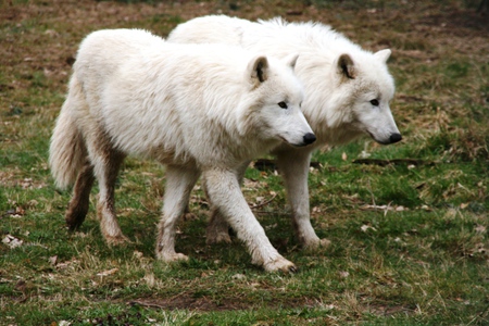 Lobo - wolves, white, tiere maerz, wolf, predator