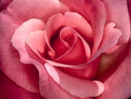 Rose - flower, pink, nature, rose