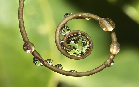 Circle of life - rain, beautiful, water, green, plant, rain drops