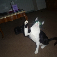 My cat Sock