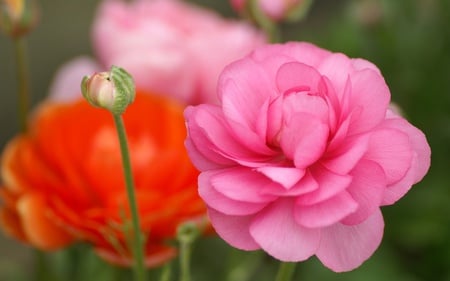 Sweet Pink Rose - flowers, roses, beautiful, red, pink rose