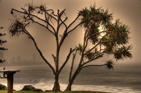 Storm in Surfers Paradise - tree, sea, storm, sepia