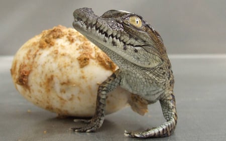 Newborn - egg, alligator, baby, newborn