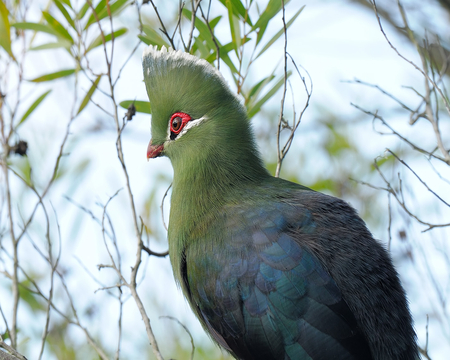 Knysna Turaco - red eyes, bird, turaco, knysna loerie, south africa