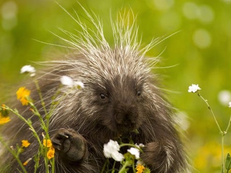 Happy porcupine - animals, photography, porcupine, spring, rodents, green, grass, cute, outside, hedgehog, summer, africa, outdoors, nature, quills, rodent, beautiful, eating, flowers