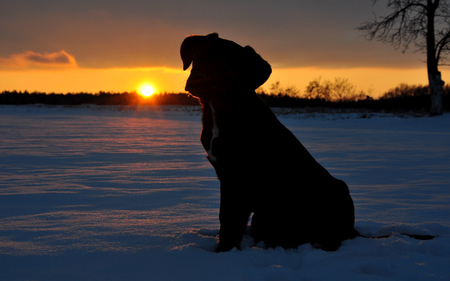 Snowdog - winter, black dog, snow, dog, sunrise, night, sunsets, white, animal, sunset, dogs, animals