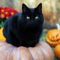 Black Cat Sitting on a Pumpkin