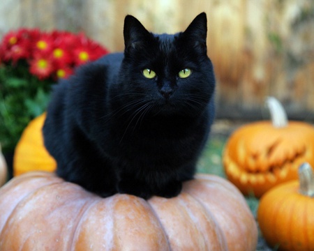 Black Cat Sitting on a Pumpkin - water, yellow, eyes, pumpkin, cat, fall, black, pet, bright, feline, kitty