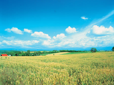 Beautiful Corea - nature, fields, corea