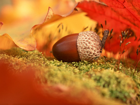 Autumn Fruit - nature, autumn, red, acorn, fallen, leaves, forgotten