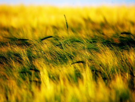 Field - nature, fields, windows vista