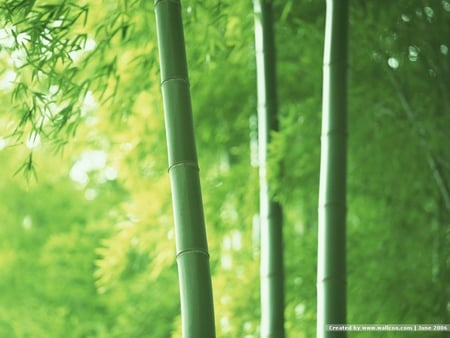 Lush Bamboo Forest - nature, green, forests, bamboo