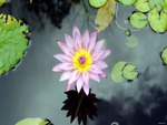 Lotus Flower