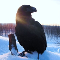 raven