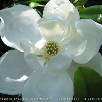 Magnolia grandiflora f1800b. jpg