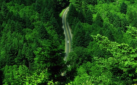 Ariden Woods - forests, highway, trees, cars, nature, green