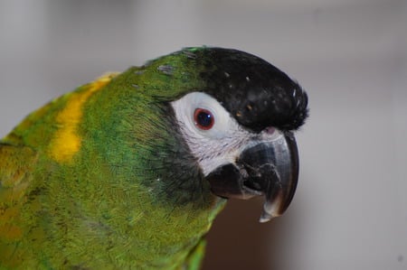 Yellow Collar Macaw - bird, parrot, green, yellow collar