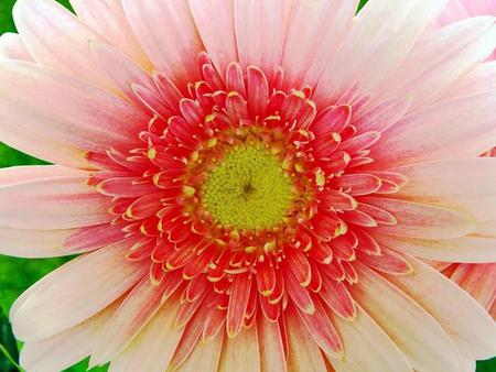 gerbera daisy closeup 1024x 768. jpg - fresh, pinks, flower, bloom