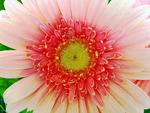 gerbera daisy closeup 1024x 768. jpg