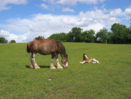 Mother and Baby - sky, grass, trees