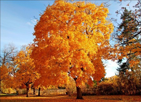 autumn tree - trees, sunny, nature, yellow, autumn, garden, tree, park