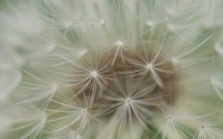 Dandelion closeup - white, brown, green