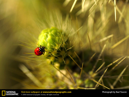 Ladybug on flower - red, green