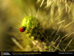 Ladybug on flower