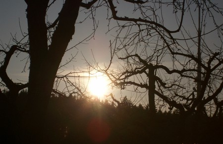 Sunset - sky, tree, sundown