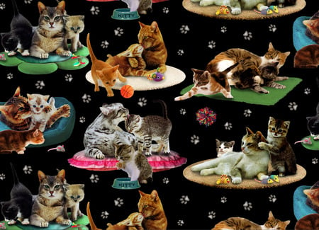 CATS EVERY WERE - kind, collage, cats