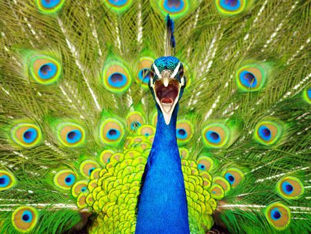 Angry peacock - peacock, green, blue