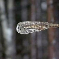 owl photo humor