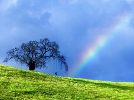 Rainbow in a field