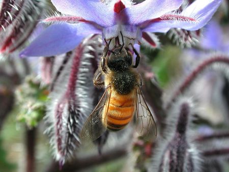 Bee feeding - purple flower, yellow