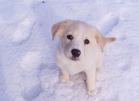 Ells the Snow Dog - white, animals, snow, photography, dogs