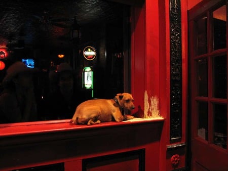 Hangin at the Pub - red, animals, photography, dogs, pubs