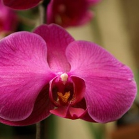 Pink orchid