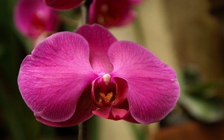 Pink orchid - orchid, pink